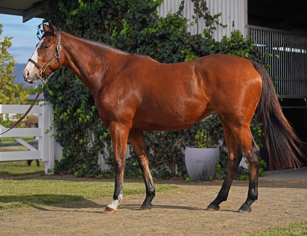 Star Waltz (AUS) - Image 1