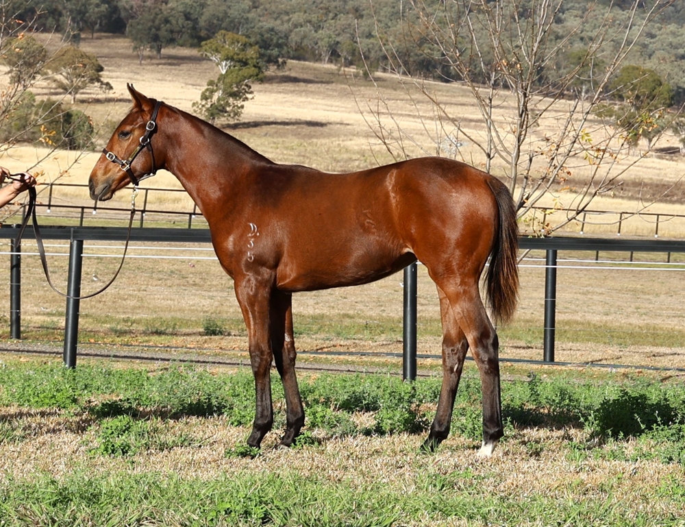 Ole Kirk (AUS) / Star Mistress (AUS) 2025 Filly - Image 1