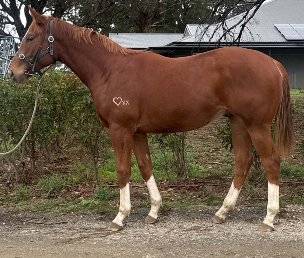 Star Witness (AUS) / Splashing Rossa (AUS) 2024 Colt - Image 1