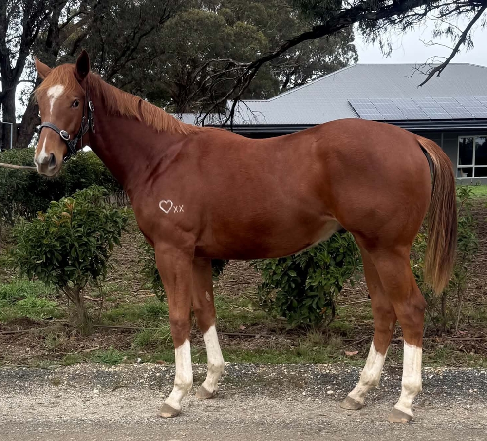 Star Witness (AUS) / Splashing Rossa (AUS) 2024 Colt - Image 2