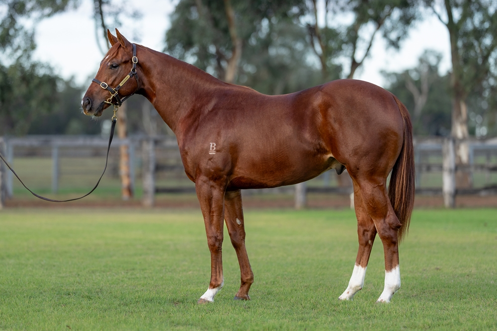 Capitalist (AUS) / In This Life (AUS) 2024 Colt - Image 1