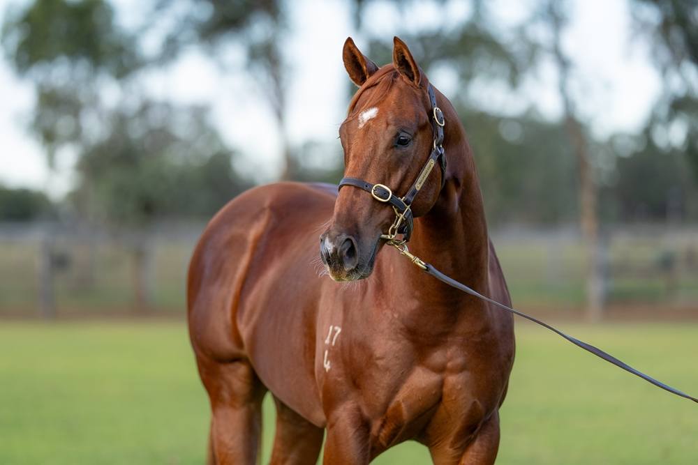 Capitalist (AUS) / In This Life (AUS) 2024 Colt - Image 2