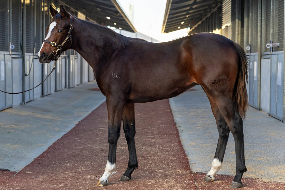 Anders (AUS) / La Bella Diva (AUS) 2025 Colt - Image 1