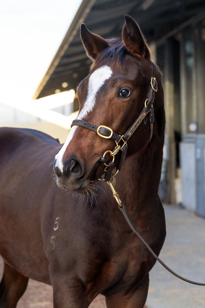 Anders (AUS) / La Bella Diva (AUS) 2025 Colt - Image 2