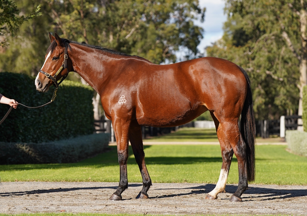 Starice (AUS) - Image 1