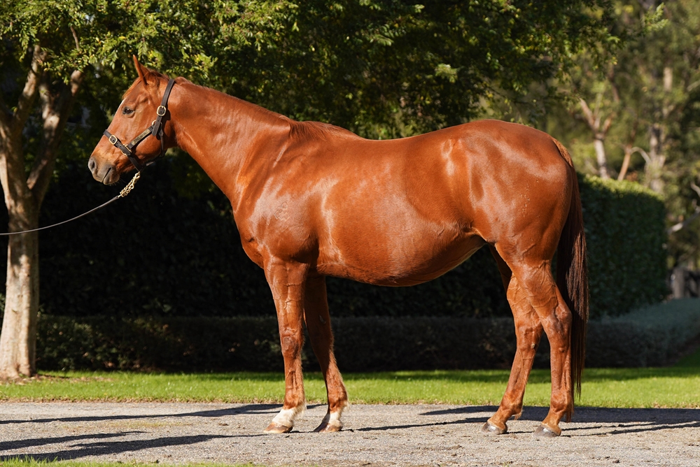 Sweet Sister (AUS) - Image 1