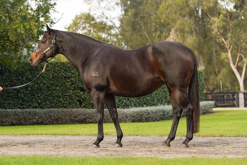 Archangel (AUS) - Image 1