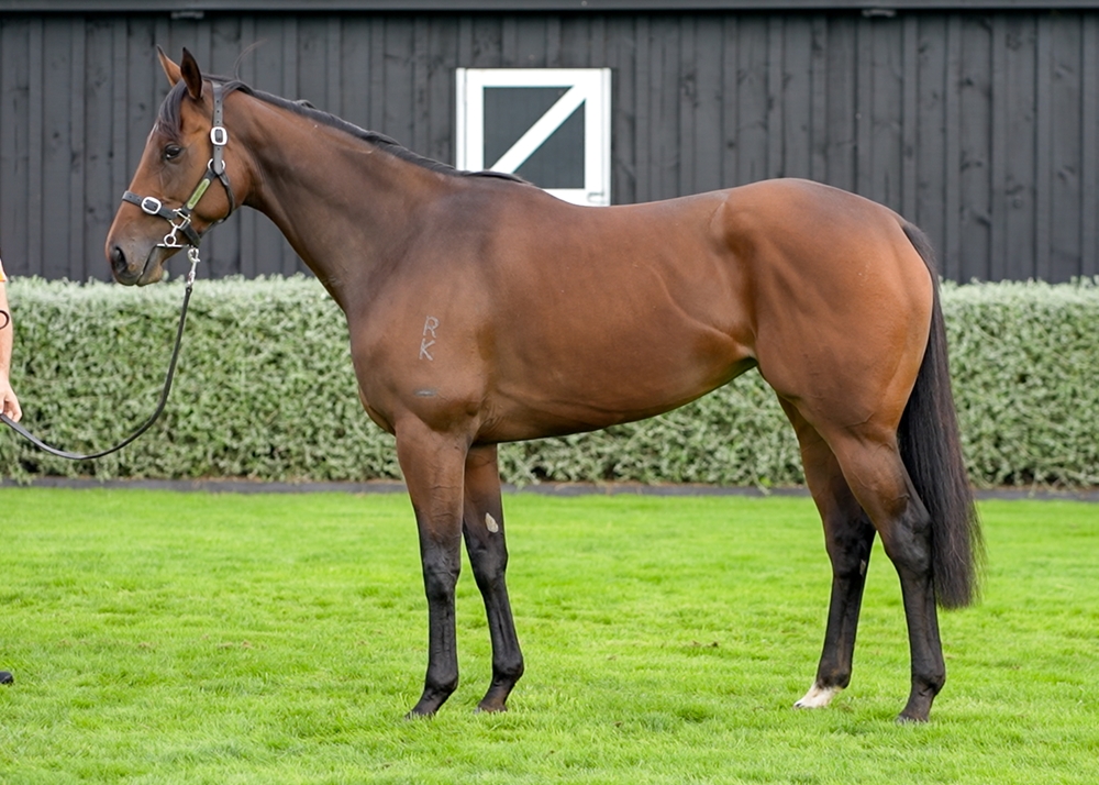 Celestial Wonder (AUS) - Image 1