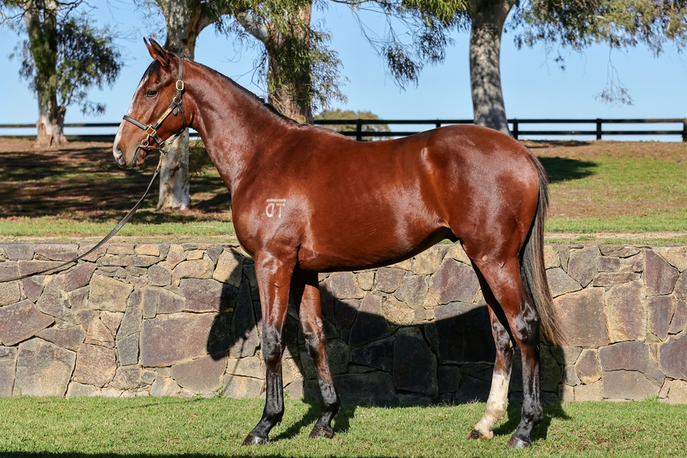 Maurice (JPN) / Van Giz (AUS) 2024 Colt - Image 1