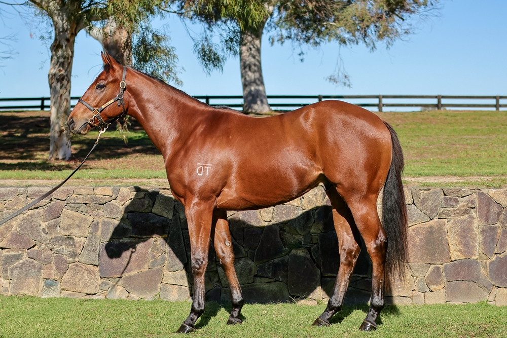 Hitotsu (AUS) / Cadieux (AUS) 2024 Colt - Image 1