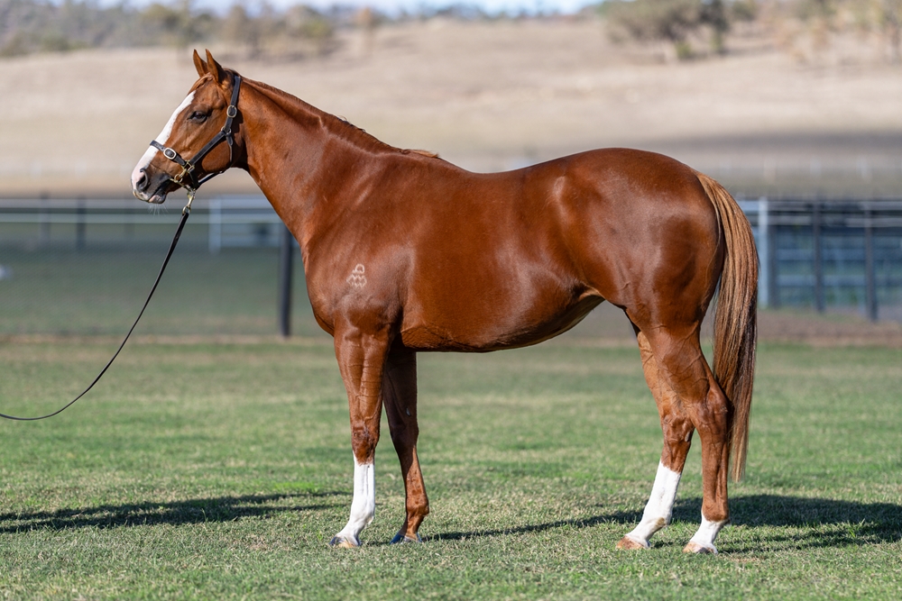 Moritz Girl (AUS) - Image 1