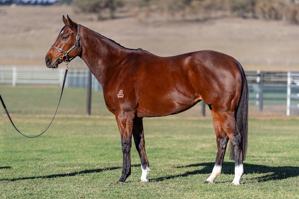 Catahoula (AUS) - Image 1