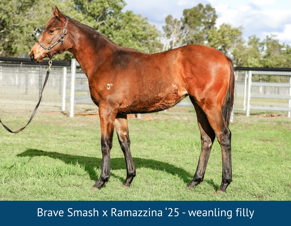 Ramazzina (NZ) - Image 1
