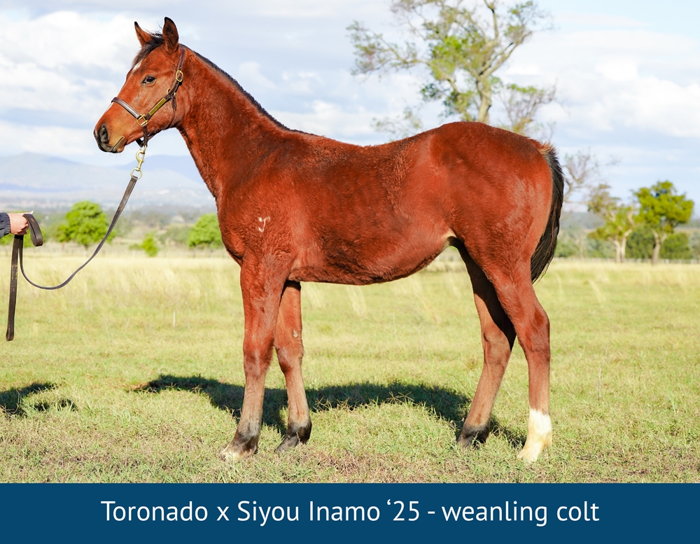 Siyou Inamo (AUS) - Image 1