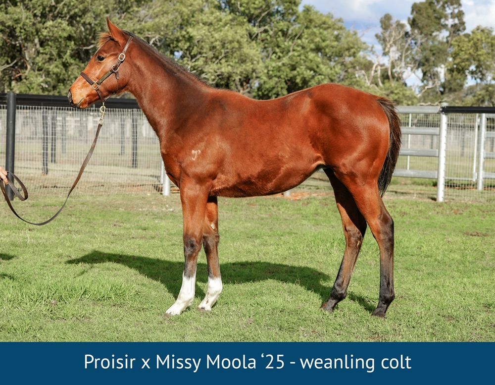 Missy Moola (NZ) - Image 1