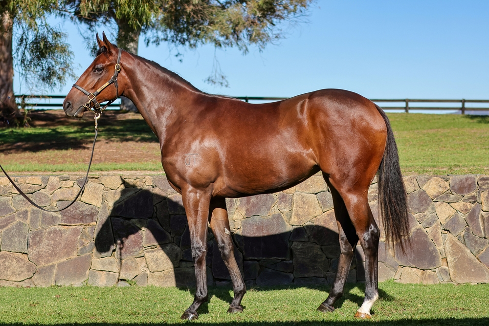 Farnan (AUS) / Amuri (AUS) 2024 Filly - Image 1