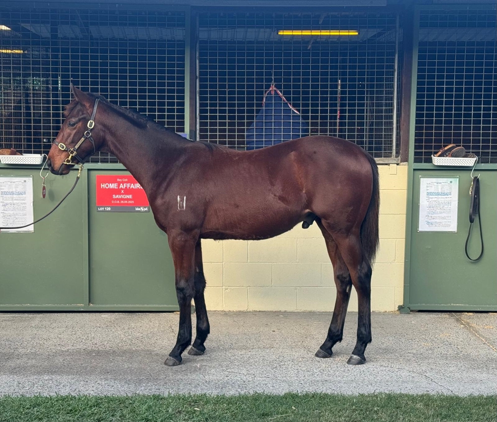 Home Affairs (AUS) / Savigne (AUS) 2025 Colt - Image 1