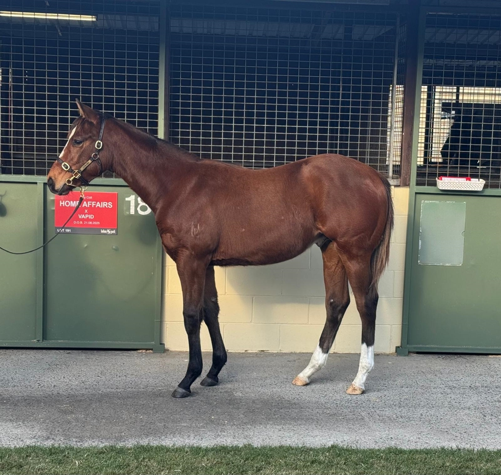 Home Affairs (AUS) / Vapid (AUS) 2025 Colt - Image 1