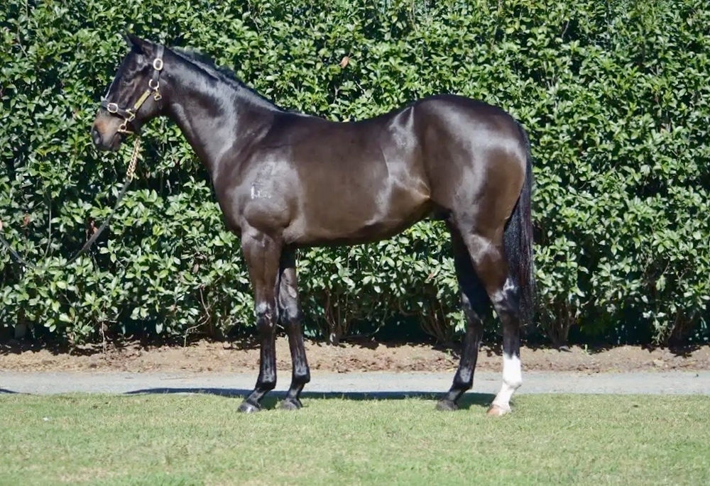Rebel Dane (AUS) / Bellapin (NZ) 2024 Colt - Image 1