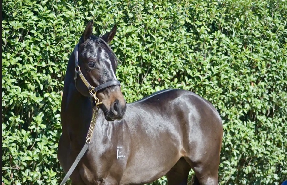 Rebel Dane (AUS) / Bellapin (NZ) 2024 Colt - Image 2