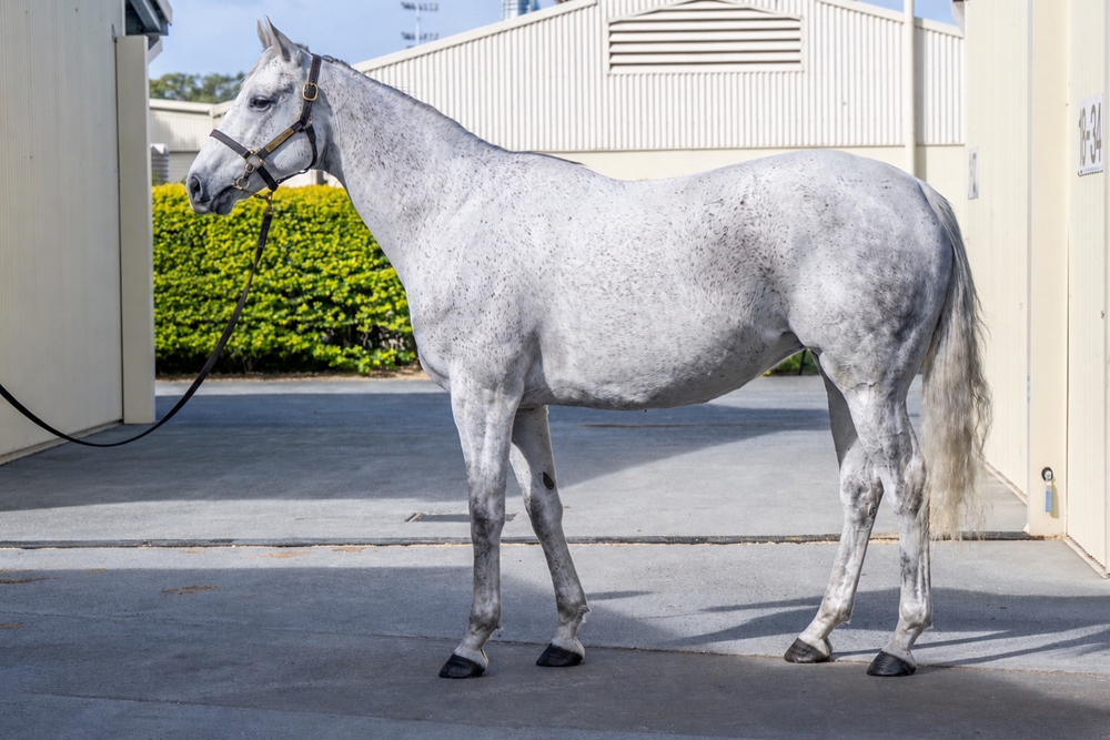 Tapitlikeitshot (USA) - Image 1
