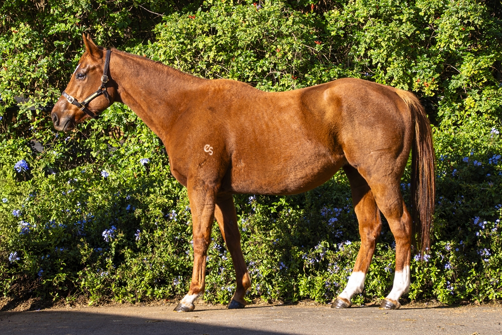 Oz Empress (AUS) - Image 1