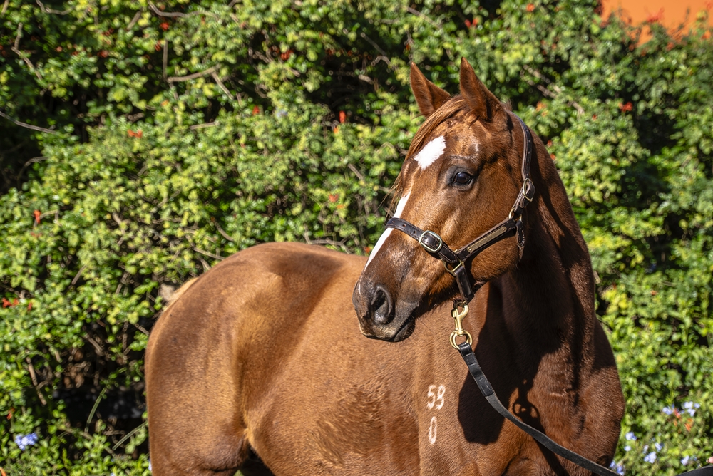 Oz Empress (AUS) - Image 2