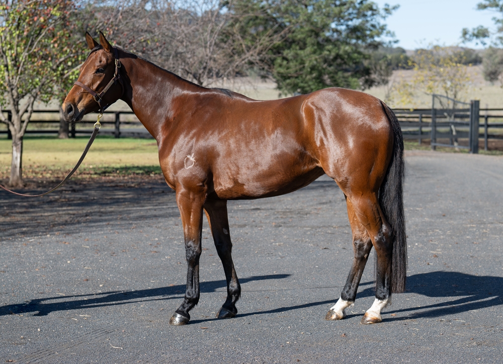 Bossy Sheila (AUS) - Image 1