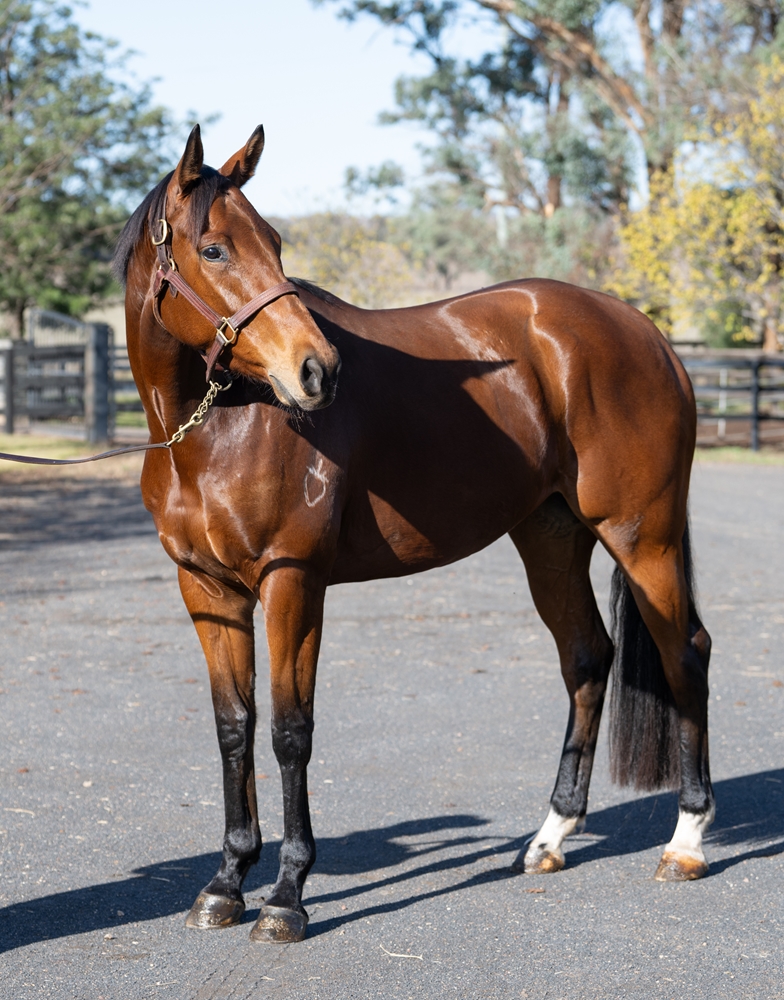 Bossy Sheila (AUS) - Image 2