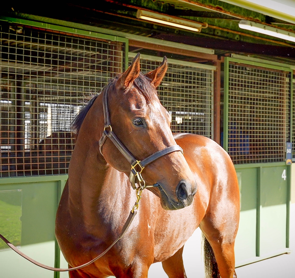 Sunday Georgie (AUS) - Image 2