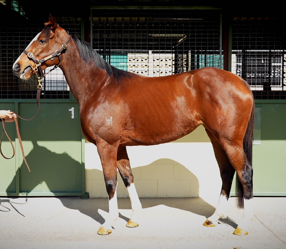 Beauty Rising (AUS) - Image 1