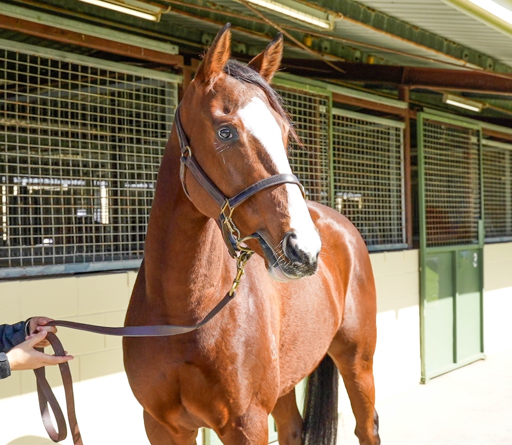 Beauty Rising (AUS) - Image 2