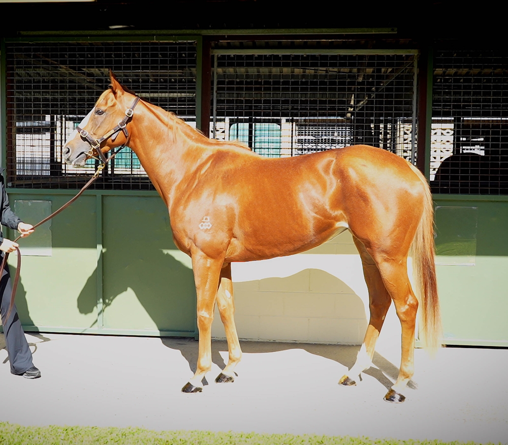 Broadbeach Miss (AUS) - Image 1