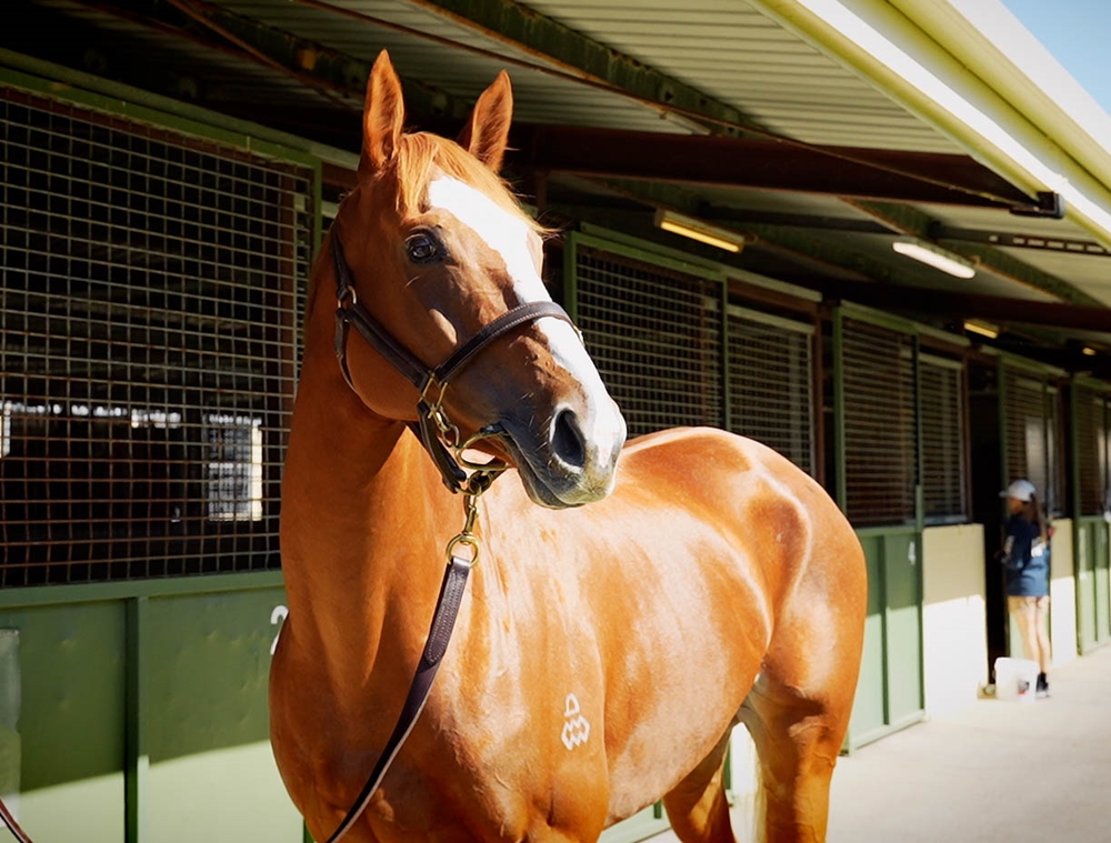 Broadbeach Miss (AUS) - Image 2