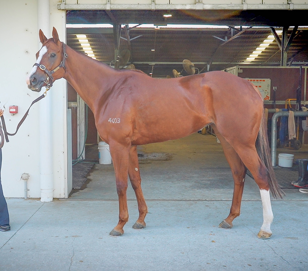 Cheval Chic (AUS) - Image 1
