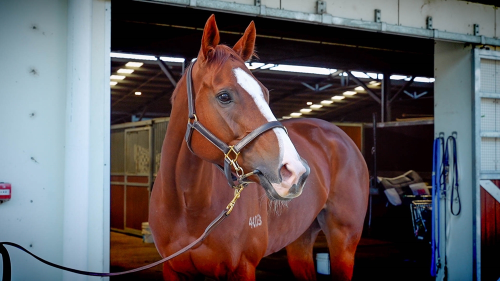 Cheval Chic (AUS) - Image 2