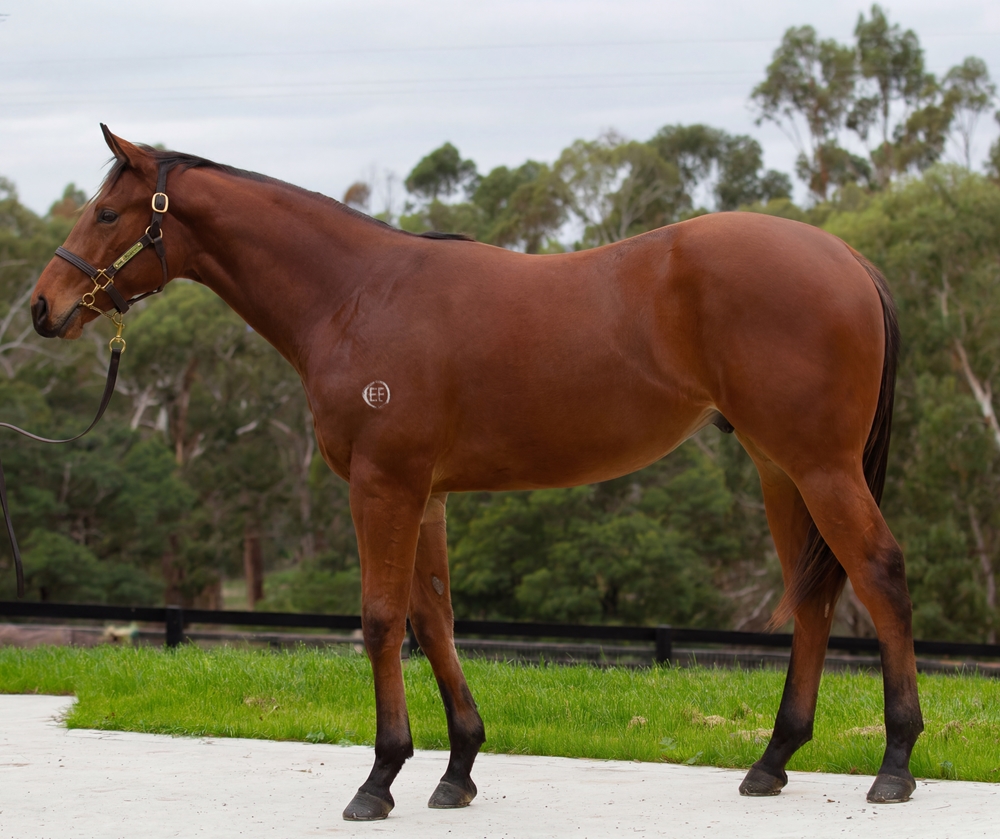 Capitalist (AUS) / Readycatgo (AUS) 2024 Colt - Image 1