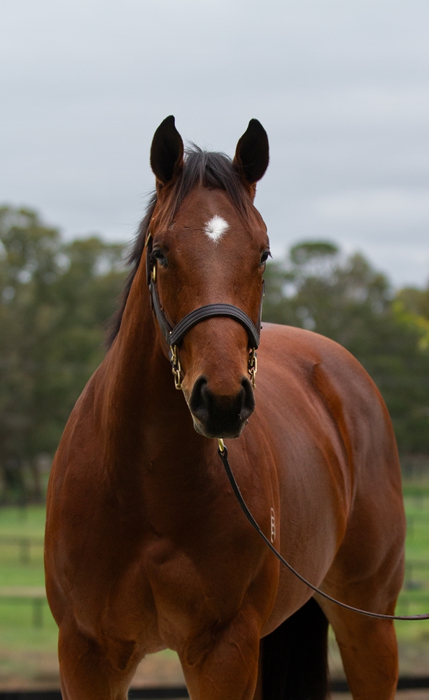 Capitalist (AUS) / Readycatgo (AUS) 2024 Colt - Image 2