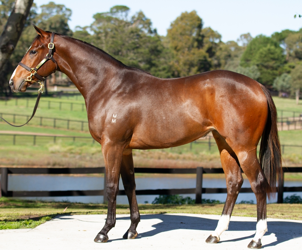 Rebel Dane (AUS) / Safety Pin (NZ) 2024 Filly - Image 1