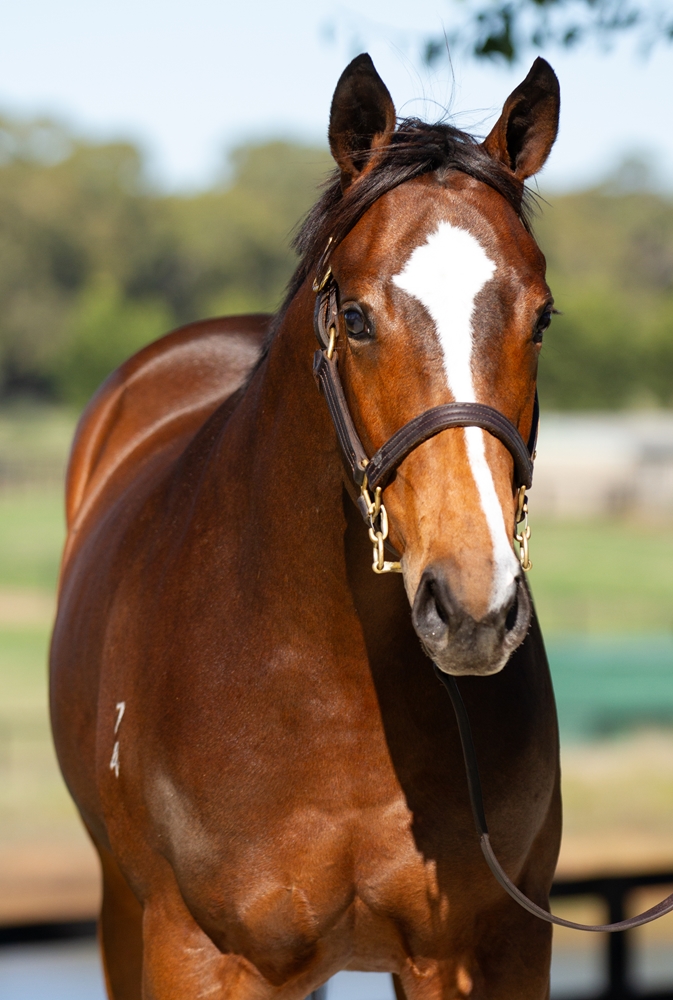 Rebel Dane (AUS) / Safety Pin (NZ) 2024 Filly - Image 2