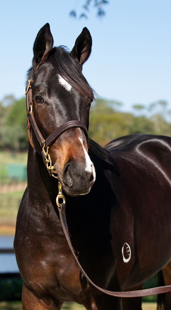 Grunt (NZ) / Written Notice (AUS) 2024 Filly - Image 2
