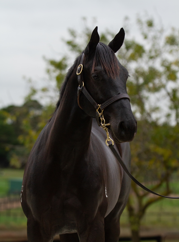 Shamus Award (AUS) / Amateurish (AUS) 2024 Filly - Image 2