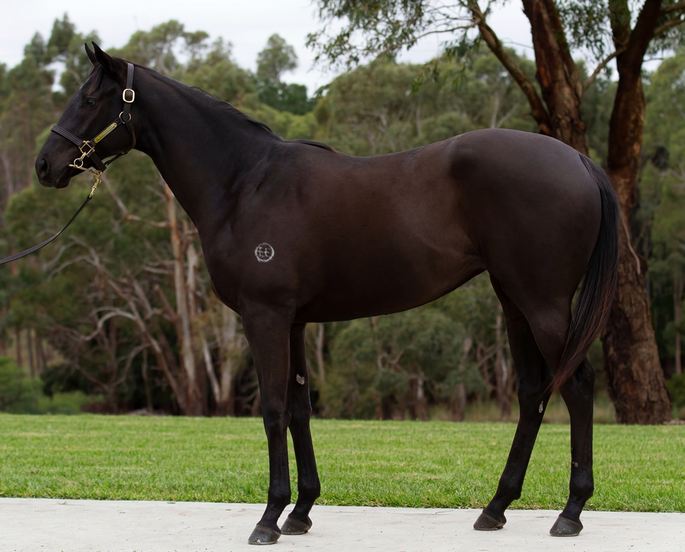 Shamus Award (AUS) / Bollinger Rose (AUS) 2024 Filly - Image 1