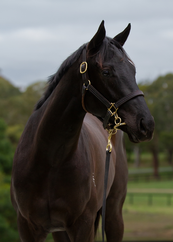 Shamus Award (AUS) / Bollinger Rose (AUS) 2024 Filly - Image 2