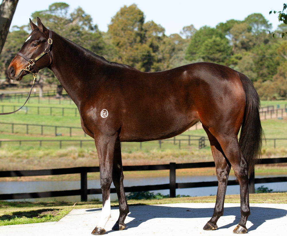Shamus Award (AUS) / Cosmic Alert (AUS) 2024 Filly - Image 1