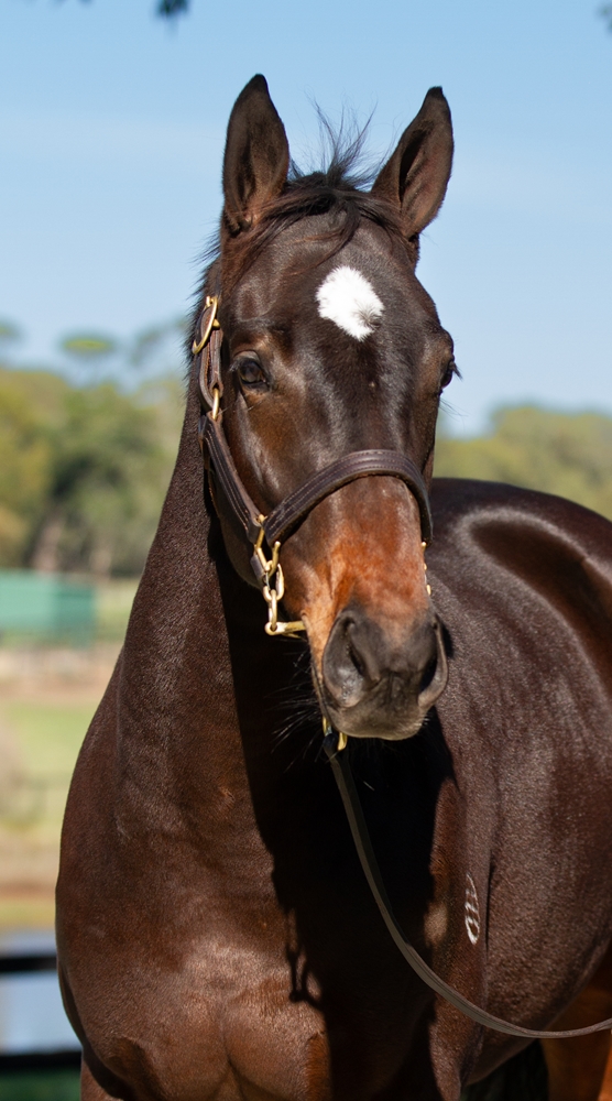 Shamus Award (AUS) / Cosmic Alert (AUS) 2024 Filly - Image 2