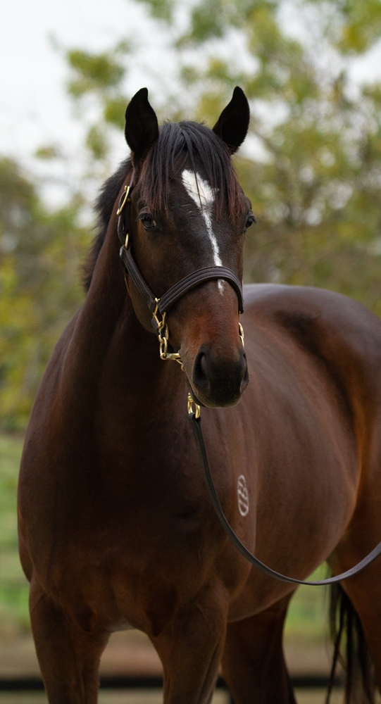 Shamus Award (AUS) / Glory Moon (AUS) 2024 Colt - Image 2