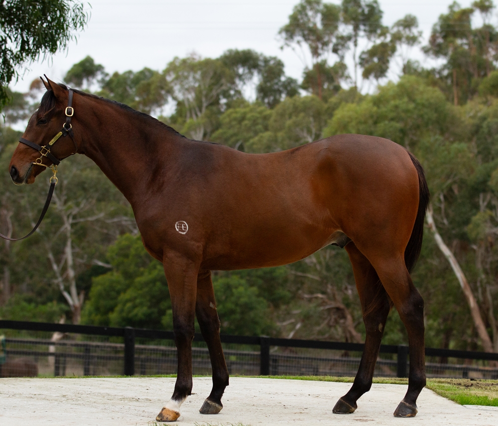 Star Witness (AUS) / Implementation (AUS) 2024 Colt - Image 1