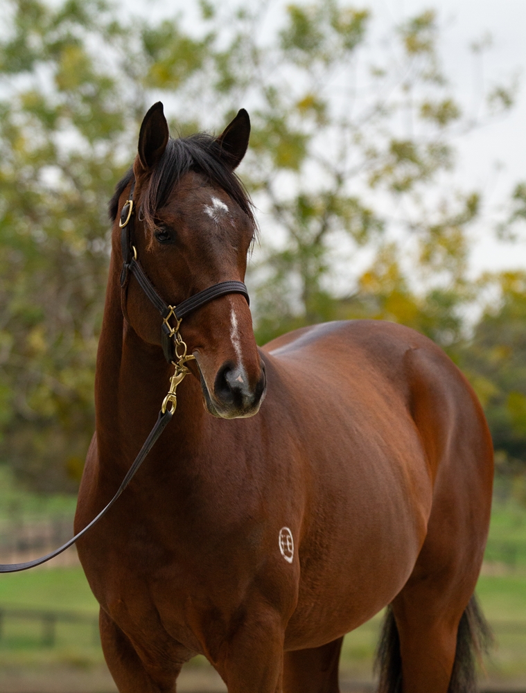 Star Witness (AUS) / Implementation (AUS) 2024 Colt - Image 2