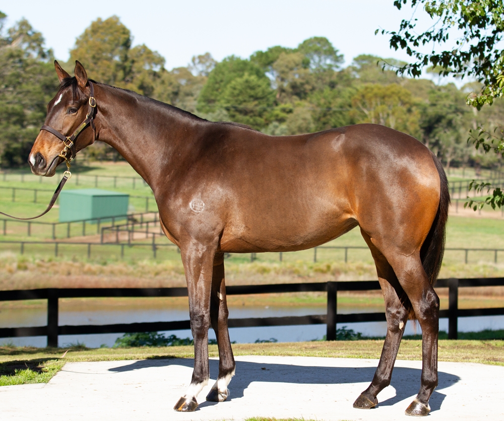Star Witness (AUS) / Impulsive Liaison (AUS) 2024 Filly - Image 1